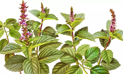 சிறு, சிறு பூச்சிக் கடிகளின் விஷம் நீங்க...