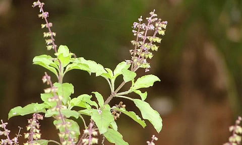 துளசியால் குணமாகும் வியாதிகள்