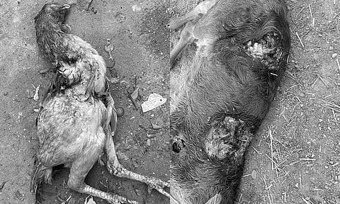 மர்ம விலங்கு கடித்து இறந்த கன்றுக்குட்டி மற்றும் கோழியை காணலாம்.