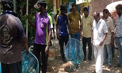 முகப்பேரில் பொதுமக்களை அச்சுறுத்திய 30 நாய்கள் பிடிக்கப்பட்டது