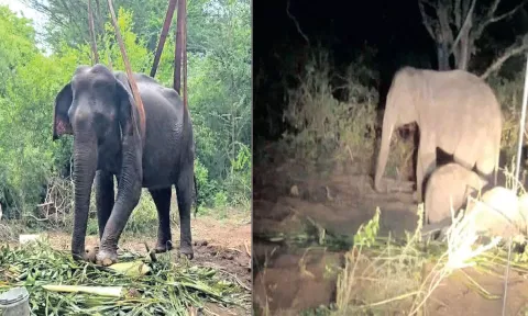 குட்டி பிரிந்ததால் தாய் யானை தவிப்பு: டிரோன் மூலம் கண்காணிப்பு