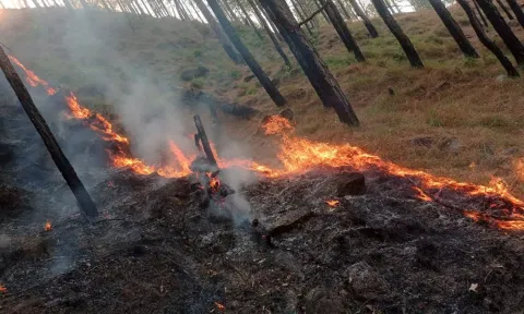 ஜம்மு காஷ்மீர்: கங்கேரா மலைப்பகுதியில் காட்டுத்தீ