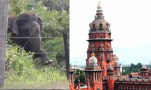 மின் வேலிகளில் சிக்கி யானைகள் உயிரிழந்தால்... மின்வாரியத்திற்கு உயர் நீதிமன்றம் எச்சரிக்கை