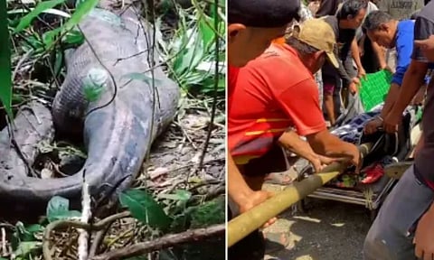 பெண்ணை விழுங்கிய 16 அடி மலைப்பாம்பு.. கிராம மக்கள் செய்த செயல் - அதிர்ச்சி வீடியோ