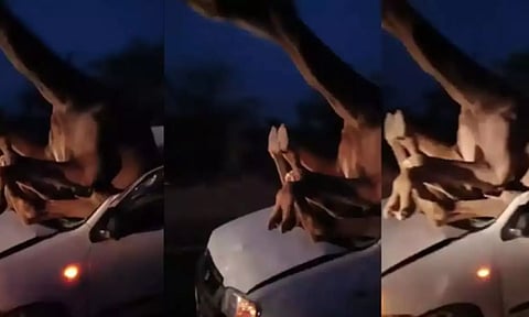 எப்படி வந்து சிக்கியிருக்கேன் பாருங்க.. விண்ட் ஸ்கிரீனில் எசகுபிசகாக மாட்டிய ஒட்டகம் - வைரல் வீடியோ