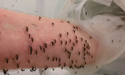 யார் சாமி நீ..? கொசுக்களுக்கு Blood Donate செய்யும் நபர்.. வைரல் வீடியோ