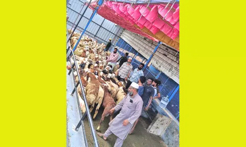 சென்னையில் பக்ரீத் பண்டிகைக்கு 40 ஆயிரம் ஆடுகள் விற்பனை