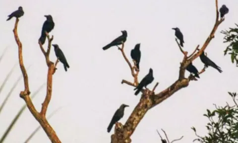 முதன்முறையாக காகங்களுக்கு பறவை காய்ச்சல் உறுதி