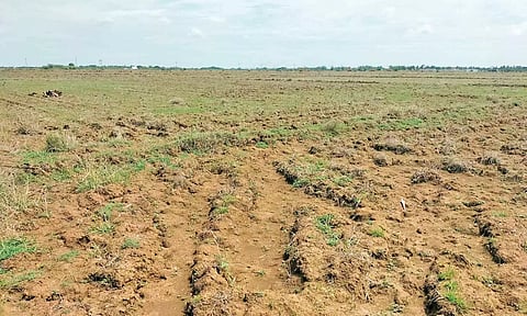 தஞ்சாவூர் அருகே களிமேடு பகுதியில் ஆற்றுப்பாசனத்தை சார்ந்த வயல்கள் தரிசாக கிடக்கும் காட்சி.