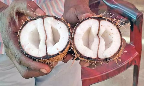 கோவில் கும்பாபிஷேக விழாவில் பக்தர் உடைத்த தேங்காயில் '4 சில்' இருந்த அதிசயம்