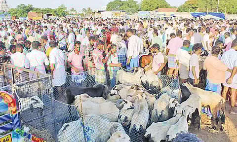 சமயபுரம் ஆட்டுச் சந்தையில் ரூ. 2½ கோடிக்கு ஆடுகள் விற்பனை