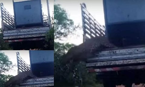 பள்ளியில் புகுந்த சிறுத்தை: அடர்ந்த வனப்பகுதியில் விடப்பட்டது