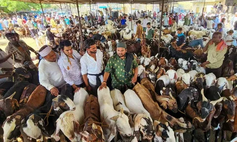 முஸ்லிம் போல வேடமிட்ட 'ஜெயின்கள்': 124 ஆடுகளை 'பக்ரீத்' பிரியாணியிலிருந்து காப்பாற்றிய வினோதம்