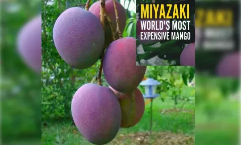 முக்கனி திருவிழாவிற்கு வருகை தரும் விவசாயிகளுக்கு மியா சகி மா மரக்கன்று வழங்க முடிவு