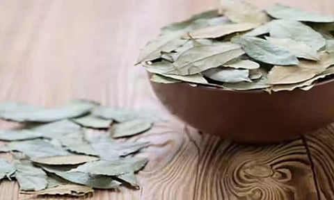 ஒரே ஒரு இலை இருந்தால் போதும் உங்கள் வீட்டில் பணம் கொட்டும்...