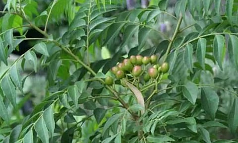 பண செலவே இல்ல.... இவ்வளவு மருத்துவ குணம் இருக்கா?