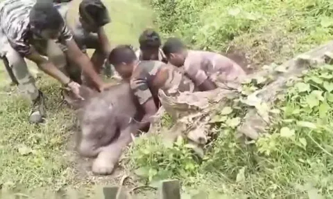 கூடலூர் அருகே கால்வாயில் சிக்கி தவித்த குட்டி யானை
