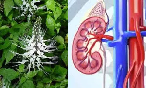 இந்த மூலிகையால் சிறுநீரகத்துக்கு இவ்வளவு நன்மைகளா?