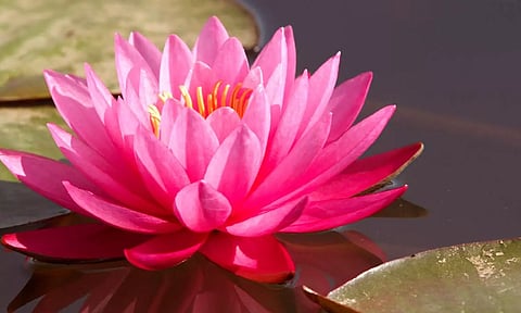 எட்டு குணங்களைக் குறிக்கும் மலர்கள்