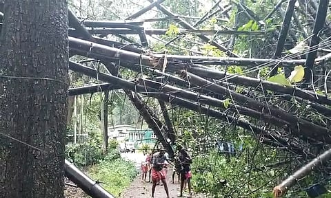 கூடலூர், பந்தலூரில் வெளுத்து வாங்கிய மழை:16 இடங்களில் மரங்கள் முறிந்து விழுந்தன