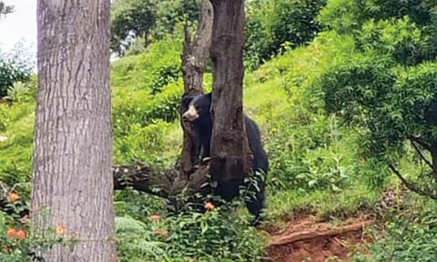 மரத்தின் இடுக்கில் தலை சிக்கி தவித்த கரடி