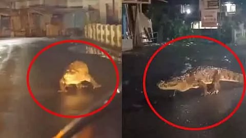 ஊருக்குள் உலா.. வாகனங்களுக்கு மத்தியில் வாக்கிங் சென்ற முதலை - வீடியோ வைரல்