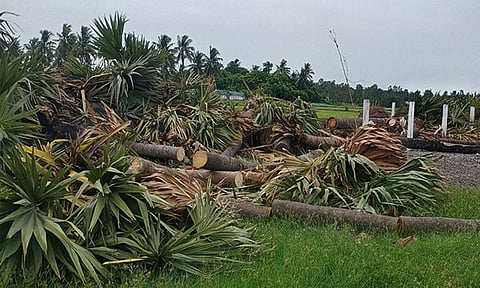 சோழவரம் அருகே 50 பனைமரங்களை வெட்டி சாய்த்த மர்ம கும்பல்