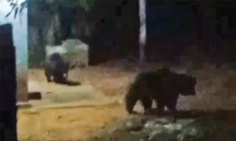 அம்பை அருகே கிராமத்தில் `ஜாலியாக' உலா வரும் கரடிகள்