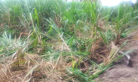 கரும்பு தோட்டத்தில் புகுந்து யானை கூட்டம் அட்டகாசம்- நஷ்டஈடு வழங்க விவசாயிகள் கோரிக்கை