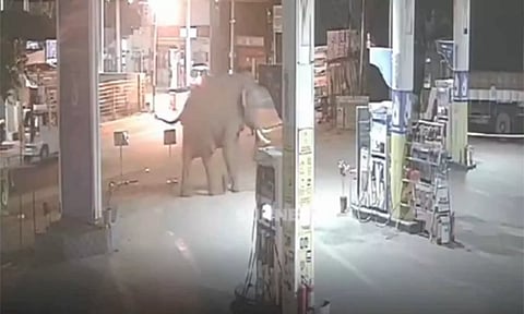 பெட்ரோல் பங்கில் புகுந்த காட்டு யானை