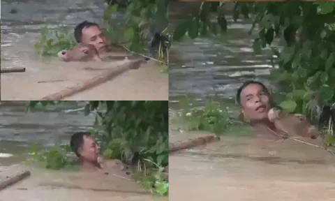 அந்த மனசு தான் சார் கடவுள்..  பசுவைக் காப்பாற்ற வெள்ளத்தில் எதிர்நீச்சல் போட்ட நபர் - வீடியோ