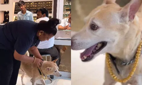 டைகருக்கு ரூ.2.5 லட்சத்தில் தங்க சங்கிலி- வீடியோவால் வைரல் ஆன பெண்