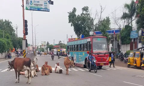 திருவள்ளூரில் சாலையில் சுற்றும் மாடுகளால் திணறும் வாகன ஓட்டிகள்