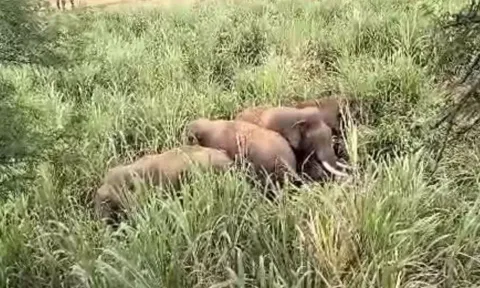 தாளவாடியில் கரும்பு தோட்டத்தில் புகுந்த காட்டு யானைகள் கூட்டம்