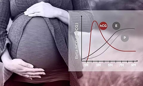 HCG என்றால் என்ன? அதன் பங்கு யாது?