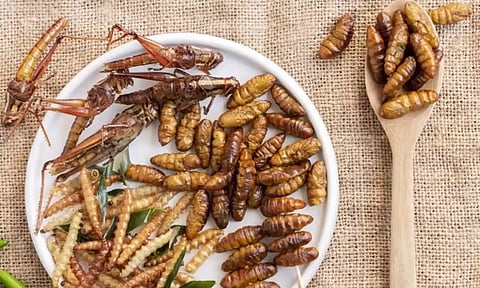 16 வகையான பூச்சியினங்களை உணவாக சாப்பிட அனுமதி