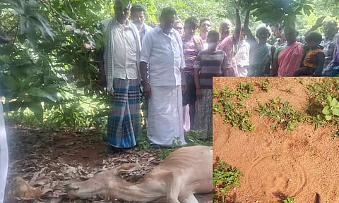 பசுமாடு இறந்து கிடந்த இடத்தில் பதிவான சிறுத்தை கால் தடம்.