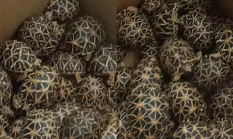 சென்னையில் இருந்து மலேசியாவுக்கு கடத்த முயன்ற 160 நட்சத்திர ஆமைகள் பறிமுதல்