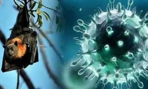 நிபா வைரஸ்: வழிகாட்டு நெறிமுறைகளை வெளியிட்ட தமிழக அரசு...