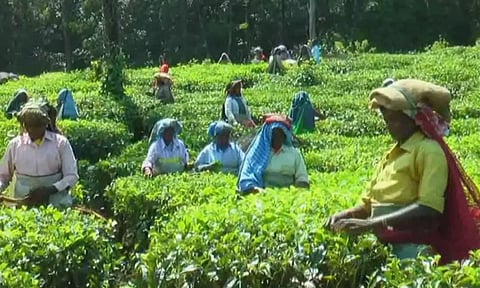 tea plantation, workers