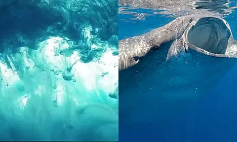 பூமியின் நீர்நிலைகளில் வேகமாக குறைந்து வரும் ஆக்சிஜன்.. எச்சரிக்கும் விஞ்ஞானிகள் - ஆபத்து என்ன?