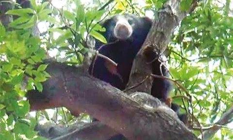 மணிமுத்தாறு அருகே மரத்தில் ஏறி நின்ற கரடி