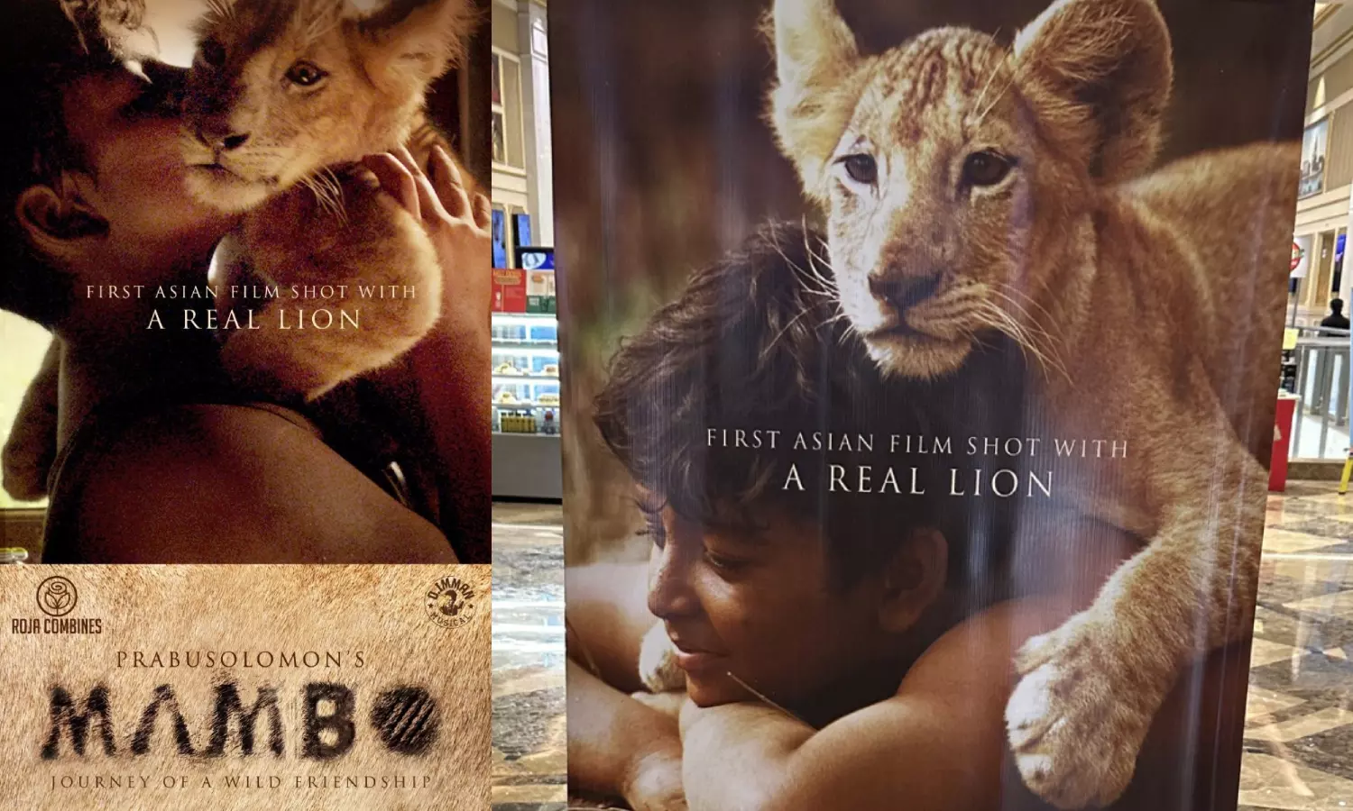 ஆசியாவிலேயே முதல் முறையாக நிஜ சிங்கத்துடன் படப்பிடிப்பு - பிரபு சாலமனின் `மாம்போ'