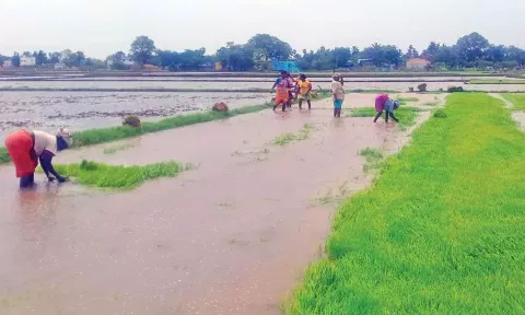 அணைப்பகுதிகளில் மழை நீடிக்கிறது: நெல்லை மாநகர் பகுதியில் நெல் நடவு பணி தீவிரம்