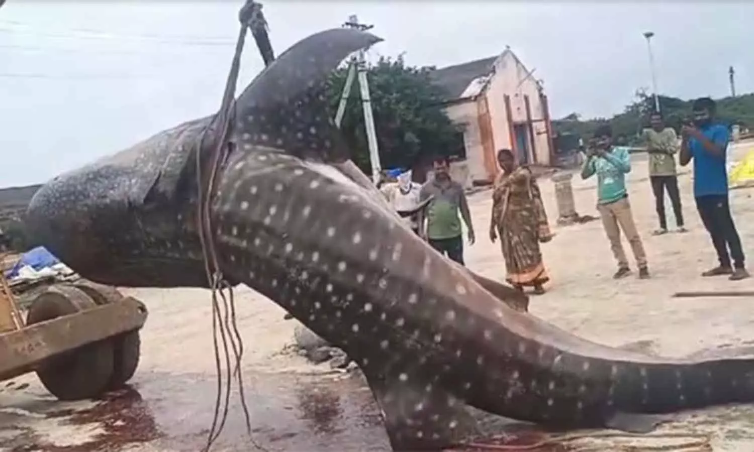 1500 கிலோ எடையுள்ள மீன் சிக்கியது