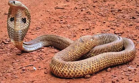 பாம்பு கடியால் ஆண்டுக்கு 50 ஆயிரம் பேர் உயிரிழப்பு- உலகிலேயே இந்தியா தான் முதலிடம்