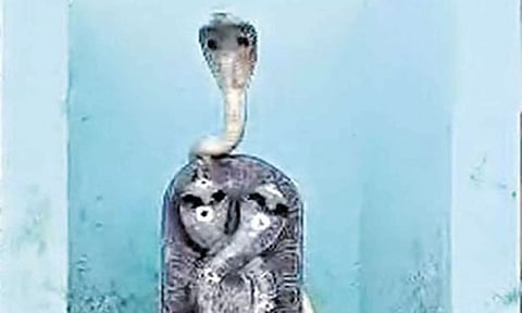 அம்மன் சிலை மீது படம் எடுத்து ஆடிய நல்ல பாம்பு