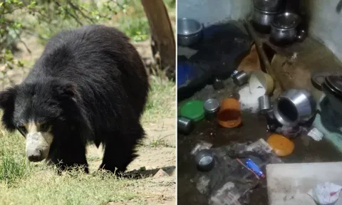 உணவை ருசிபார்த்த கரடி-பொதுமக்கள் அச்சம்