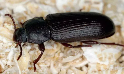 சிக்கனில் கிடந்த வண்டு: சட்டக்கல்லூரி மாணவிகள் புகார்