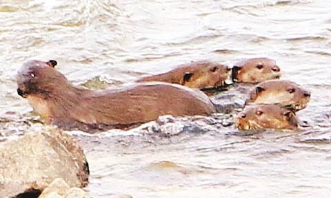 காவிரி ஆற்றில் கூட்டம் கூட்டமாக நீந்திச்செல்லும் நீர்நாய்கள்